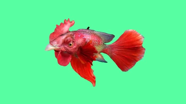 Pesce Ibrido Pesce Con Testa Cazzo — Video Stock