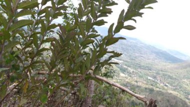 Dağın tepesinden manzara.