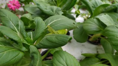 Hardal bitkilerinin arasında çekirgeler