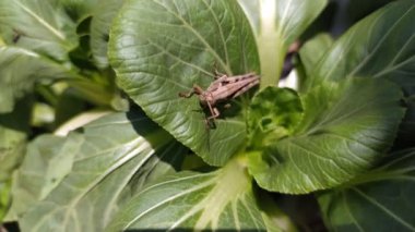 Çekirge ve hardal yeşili.