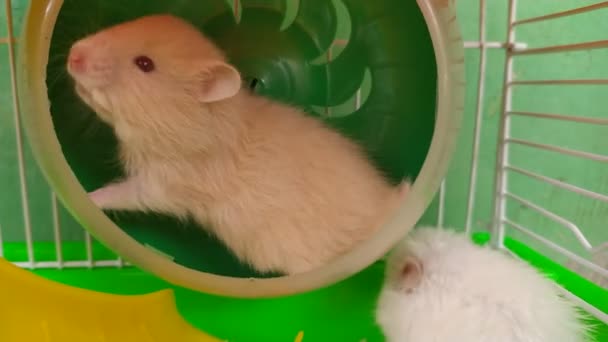 Hamster Tekerlekle Oynuyor — Stok video