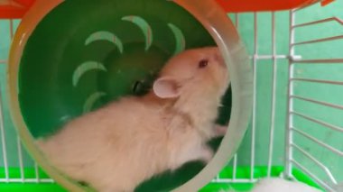 Hamster tekerlekle oynuyor.