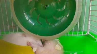 Hamster tekerlekle oynuyor.