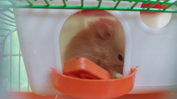 Kutudaki Hamster — Stok video