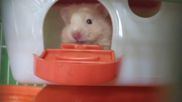 Hamster Einer Box — Stockvideo