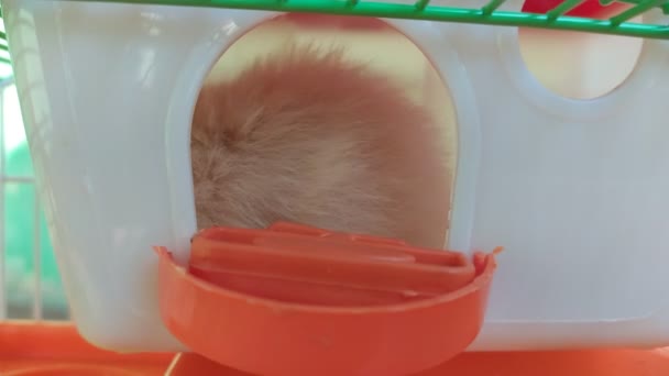 Hamster Einer Box — Stockvideo