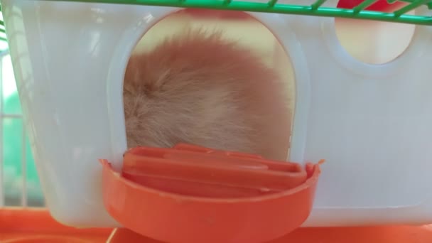 Hamster in einer Box