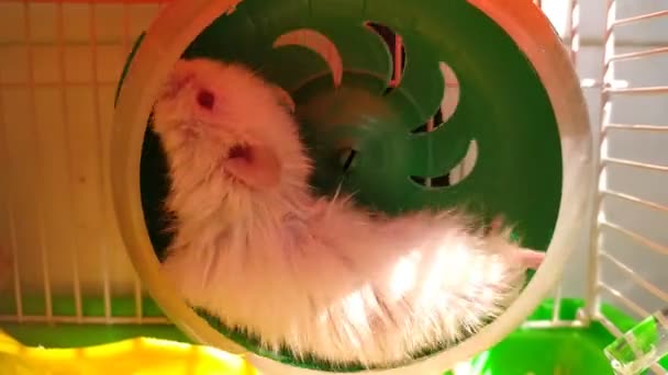 Hamster Bermain Roda — Stok Video