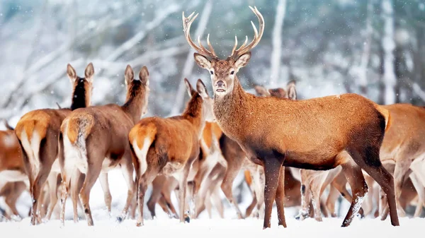 A noble deer with females in the herd against the background of a beautiful winter snow forest. Artistic winter landscape. Christmas photography.