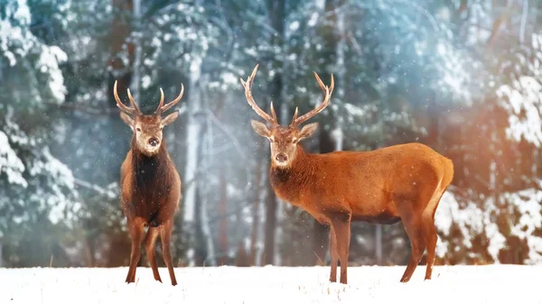 Two noble deer males with females against the background of a beautiful winter snow forest. Artistic winter landscape. Christmas image. Selective focus.