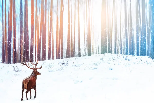 Lonely noble deer against winter fairy forest. Snowfall. Winter Christmas holiday image.