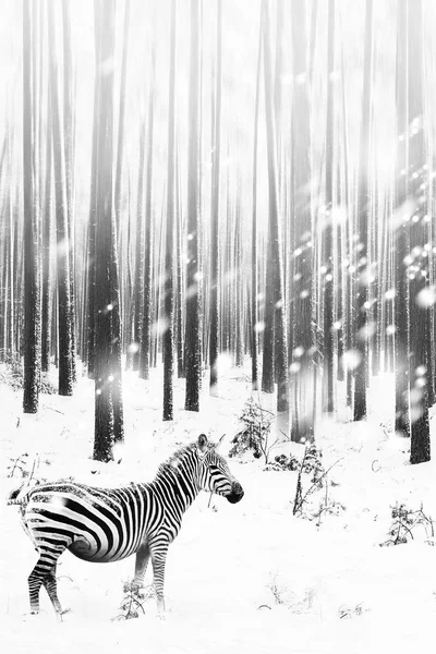 Zebra in a snowy forest. Fantastic fabulous image. Winter dreamland.  Conceptual striped monochrome image. Wallpaper.