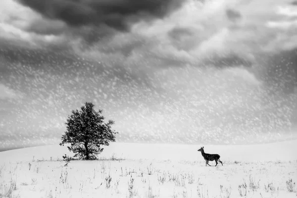 Winter landscape in black and white. Lonely tree and wild deer in a snowy field.