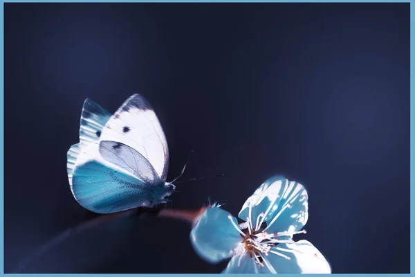 Natural spring and summer floral background. Flowering apricots and butterfly in the spring garden. Minimalism style.