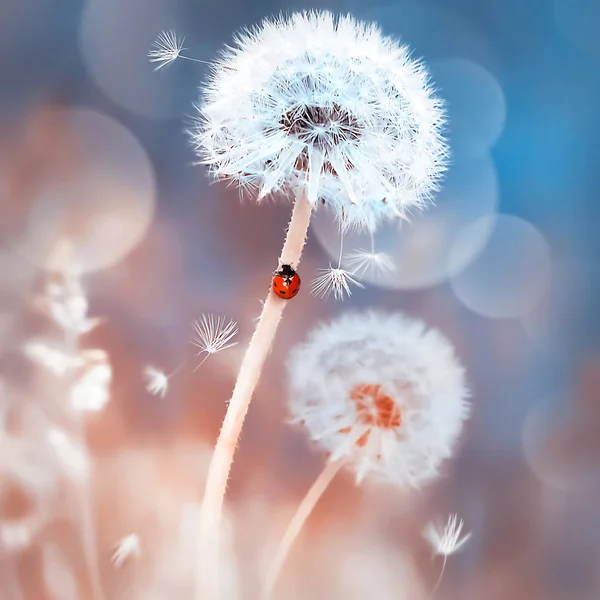 White dandelions and red ladybug in the field. Image in blue and red colors. Natural spring and summer background. Square image.