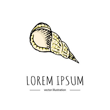 El çizilmiş doodle deniz kabuğu simgesi beyaz arka plan üzerinde izole. Resimde Florida sembolü ABD çizgi film okyanus öğe tropikal plaj tatil seashell sualtı canlıları vektör