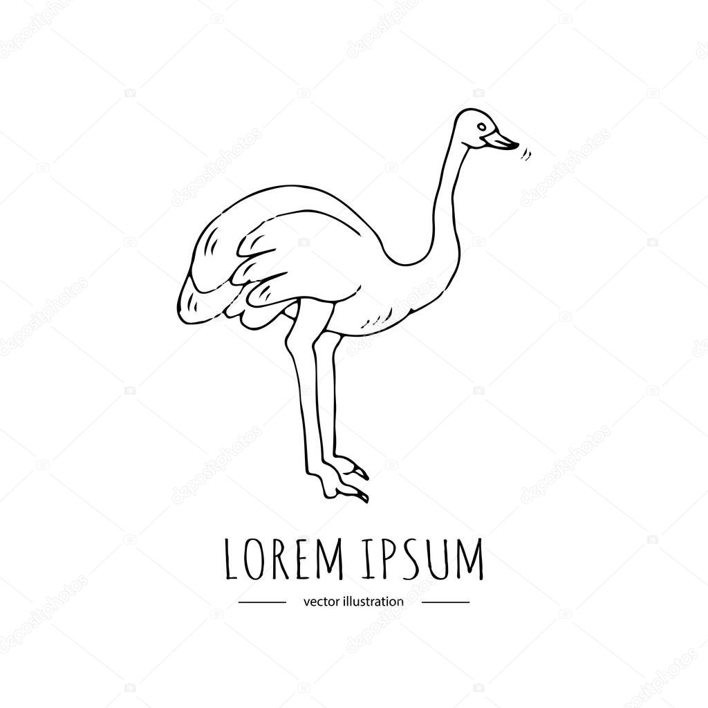 Hand drawn doodle ostrich icon Vector illustration Animal isolated on white background Australian national symbol Cartoon element Farm or wild bird silhouette