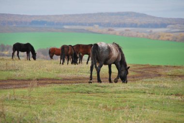 Bir at sürüsü, arka plandaki tepelere karşı çayırda otluyor.
