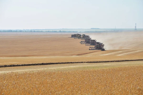 Reihe Von Mähdreschern Erntet Weizen Auf Dem Feld — Stockfoto