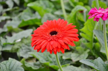 Parlak kırmızı gerbera çiçeği, yakın plan. 