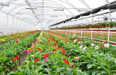 Bir serada kırmızı, beyaz, sarı ve pembe Gerbera çiçekleri