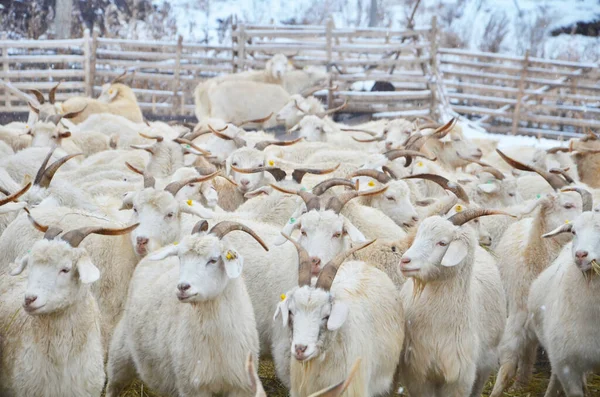 Herd Goats Farmer Nature Winter Breeding Goats — Stock Photo, Image