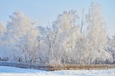 Kış karlı orman. Karla kaplı ağaçlar. Karlı Rus kışı