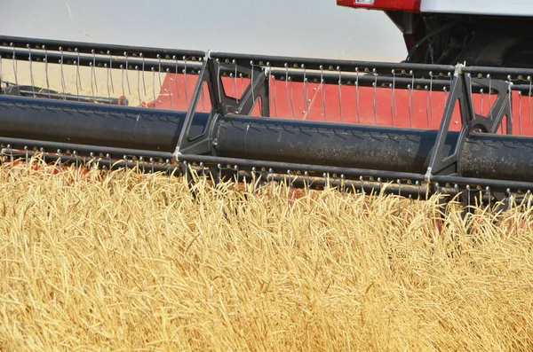 Tarwe Oogsten Het Veld Met Een Combinatie Close — Stockfoto