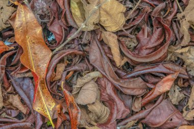 Orta Kolombiya 'nın doğu Andean dağlarında, Iguaque doğal rezervi yakınlarındaki bir çiftlikte çoğunlukla alder ve Eugenia yaprakları yerde kurumuştu..