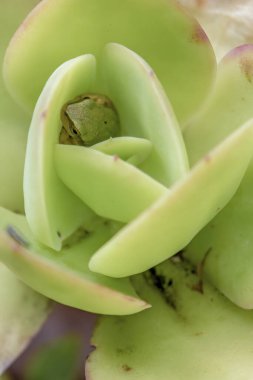 Kolombiya 'nın orta kesimindeki Andean dağlarında, Villa de Leyva kasabası yakınlarındaki bir bahçede, sulu bir bitki yaprağının arasına gizlenmiş küçük noktalı bir ağaç kurbağası..