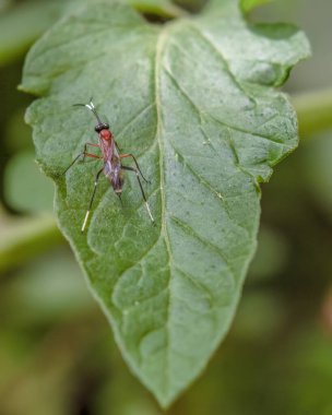 Orta Kolombiya 'nın doğu Andean dağlarında, Iguaque doğal rezervi yakınlarında yaprağın üzerinde dinlenen bir testere sineği..