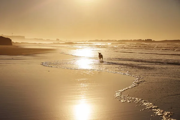 Running dog på vågorna — Stockfoto