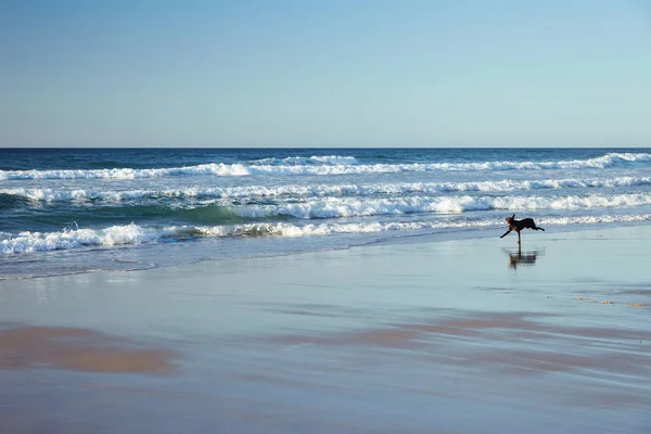 The dog runs along the shore — Stock Photo, Image