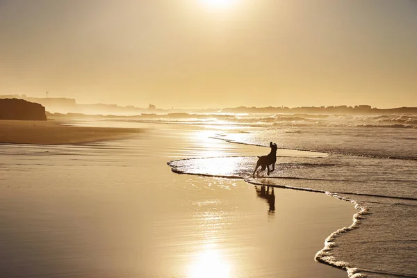 Spelar hund på stranden — Stockfoto