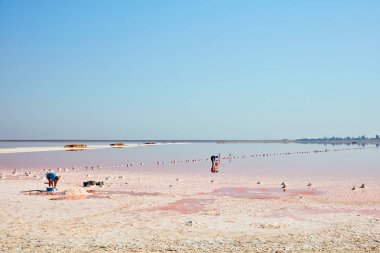 İşçiler pembe tuz gölünde çalışıyor