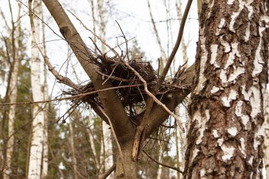 Ormanda bir dallar yuvası