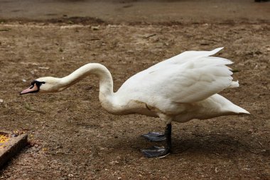 Güzel beyaz kuğu pozu