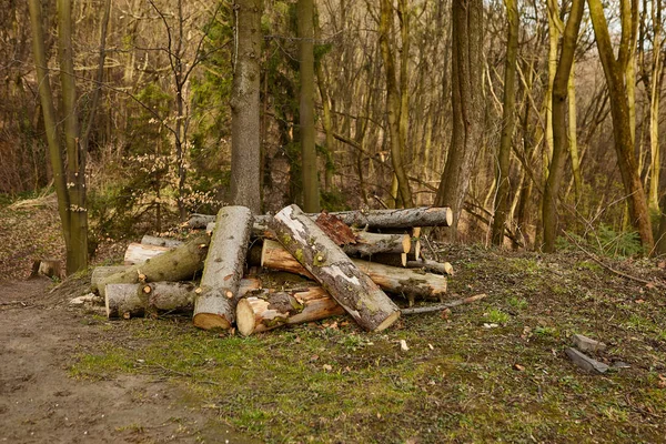 Allmän plan för ved — Stockfoto