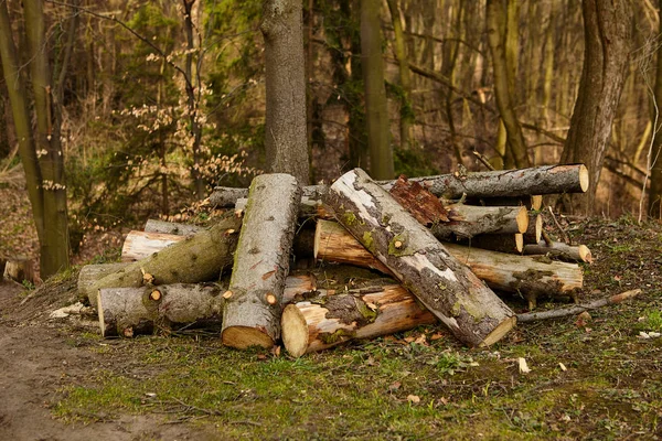 Os troncos na floresta — Fotografia de Stock