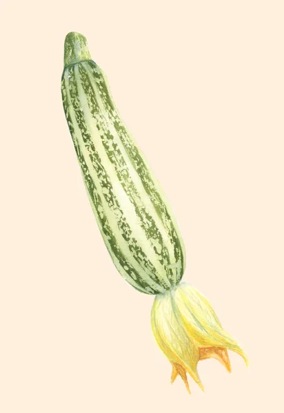 Zucchini realistic illustration. Botanical art. Hand drawn watercolor painting. Fresh healthy food. Organic vegetable product.