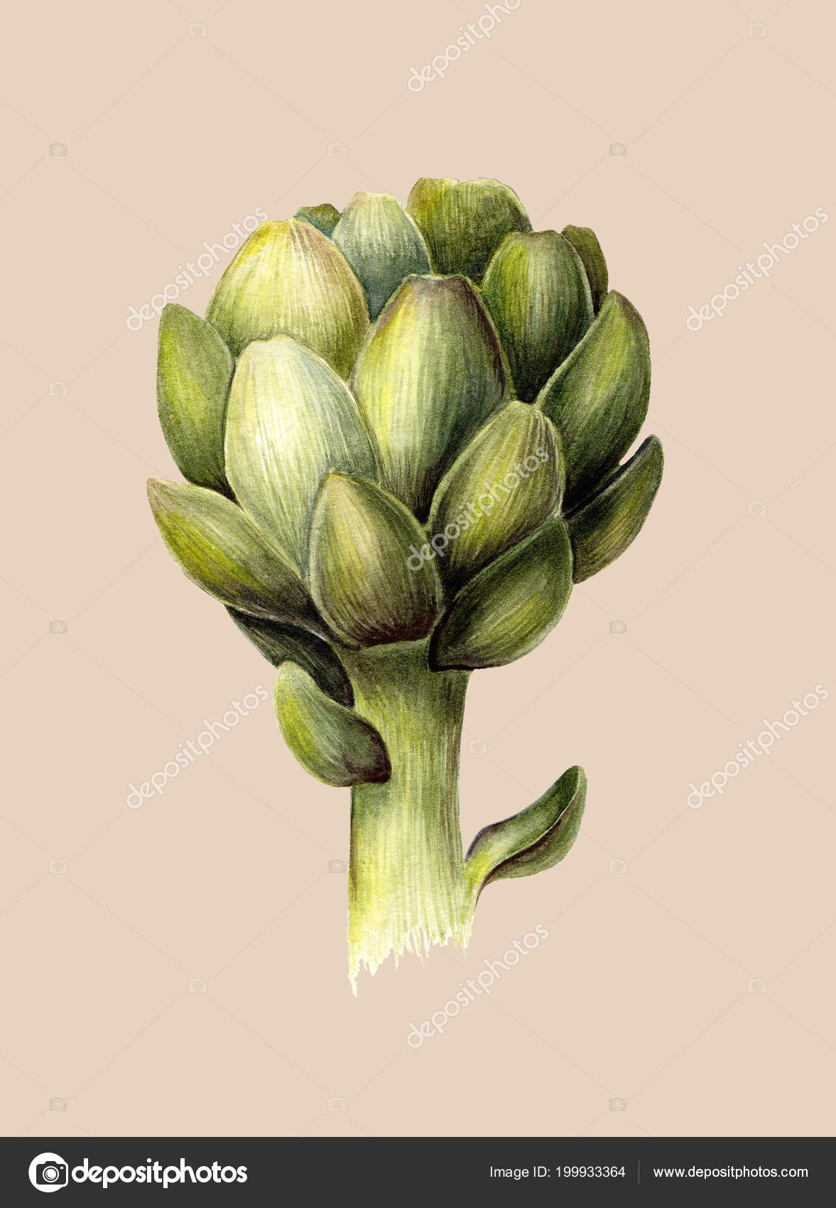 緑のアーティ チョーク 新鮮な食材 有機野菜 水彩画ボタニカル イラスト 明るいベージュの背景に孤立したオブジェクト 手描きのポスターやプリント リアルなビンテージ スタイル 無料のストック写真 C Sshisshka