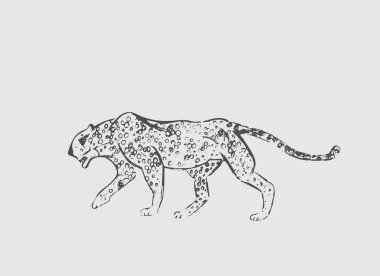Çita. Elle çizilmiş mürekkep kroki. Yatay çizim. Vektör oyma. Predator çizgi roman. Siyah çizgi illüstrasyon izole ışık gri arka plan üzerinde.