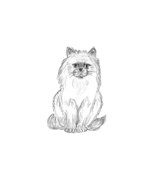 Сидящий Пушистый Кот Изолирован Белом Фоне Рисунок Карандашом Домашнего Любимца — стоковое фото