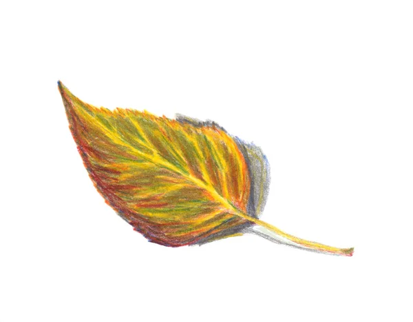 Autumn Leaf Birch Isolated White Background Colored Pencils Technique Hand — Stock Photo, Image