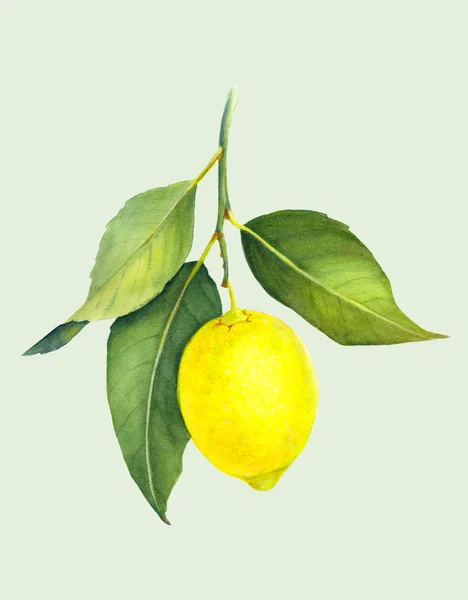 Saftig Citron Gren Gula Citrusfrukter Med Gröna Blad Hand Dras — Stockfoto