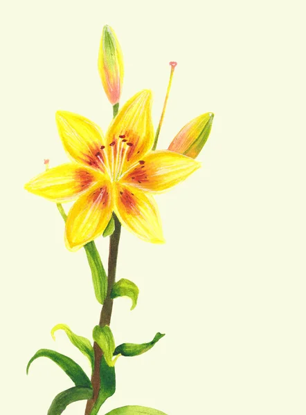 Yellow lily flower. Watercolor painting. Botanical realistic art. Hand drawn floral illustration. Beautiful day-lily.