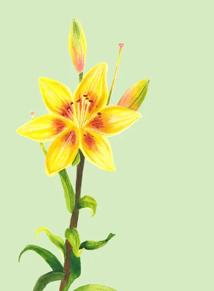 Yellow lily flower. Watercolor painting. Botanical realistic art. Hand drawn floral illustration. Beautiful day-lily.