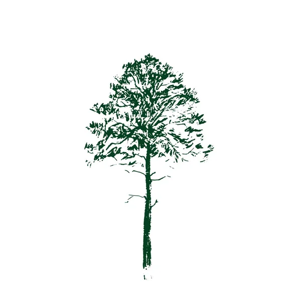 松の木 グリーン ライン白い背景の分離プロセスを描画します 手描きのスケッチ ベクトル図 — ストックベクタ