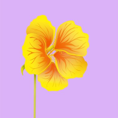Güzel nasturtium, pembe arka plan izole. Sarı ve turuncu parlak çiçek. Botanik gerçekçi sanat. Detaylı vektör çizim el çekilmiş.