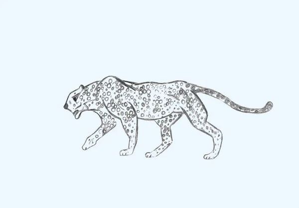 Cheetah Prowling Black Line Drawing Isolated Light Gray Background Hand — Stock Photo, Image